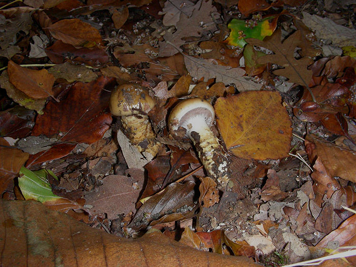 Cortinarius trivalis ??fotog.il 17.11.09.
